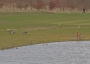 golf_2010_52